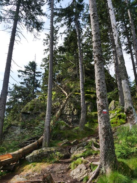 Osser Bild9von13