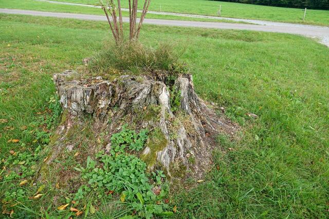
Die Hainbuche in Breitenbuch ist nicht mehr. An ihrer Stelle wurde ein neue Buche gepflanzt. Ein Sitzgruppe lädt nach wie vor zum Verweilen ein. Das einstige Wahrzeichen Breitenbach war wohl rund vierhundert Jahre alt.
Die Einheimischen nannten sie in ihrem Dialekt „die Houbuche“. Sie galt als schönstes Exemplar ihrer Art im Odenwald und hatte einen Stammumfang von etwa fünf Metern. Der Kronendurchmesser betrug über 20 m.