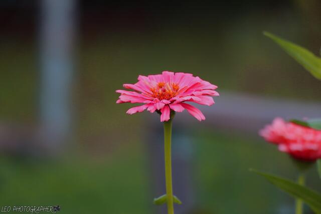Foto: Leo Photographer