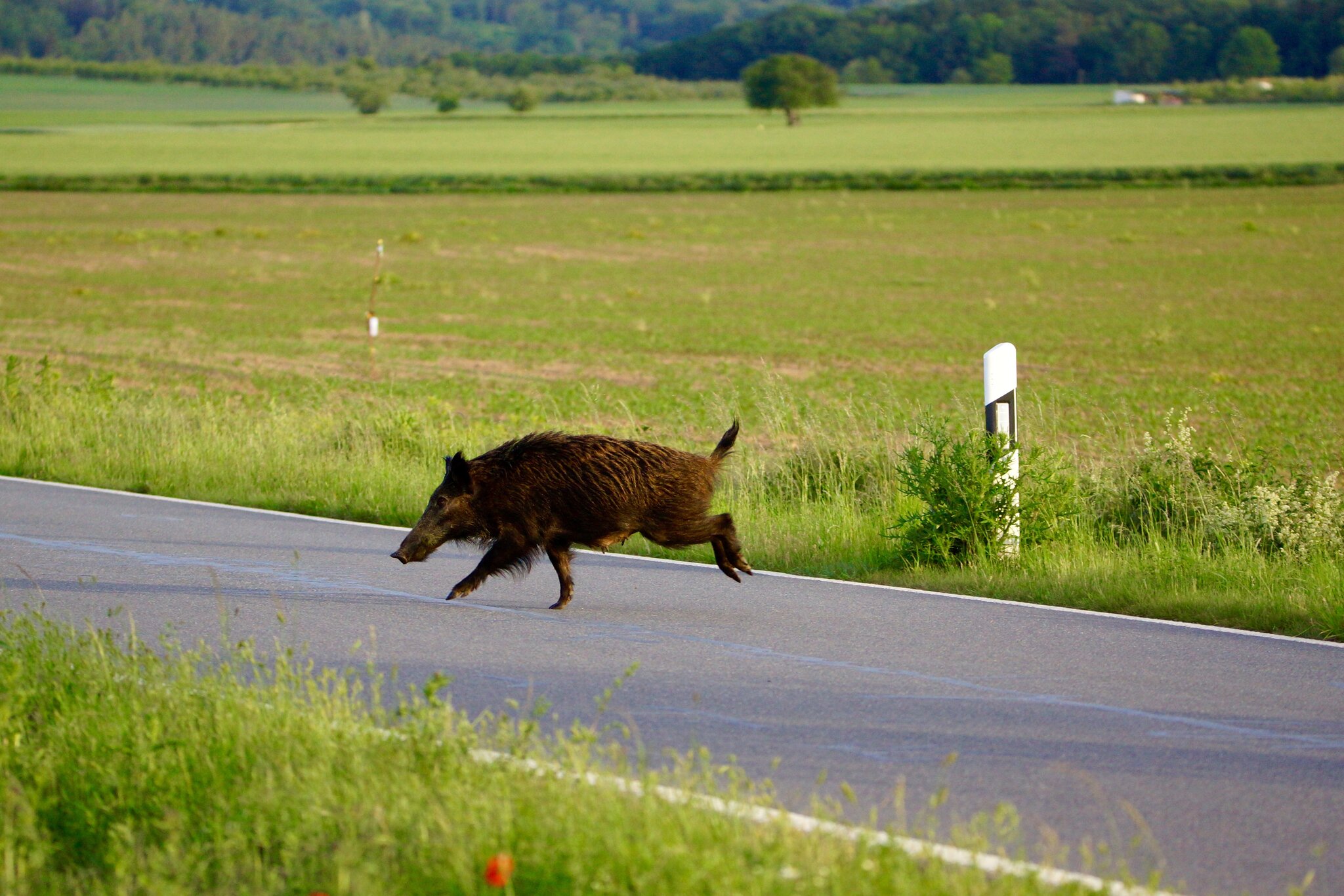 Spread love not hate quotes image