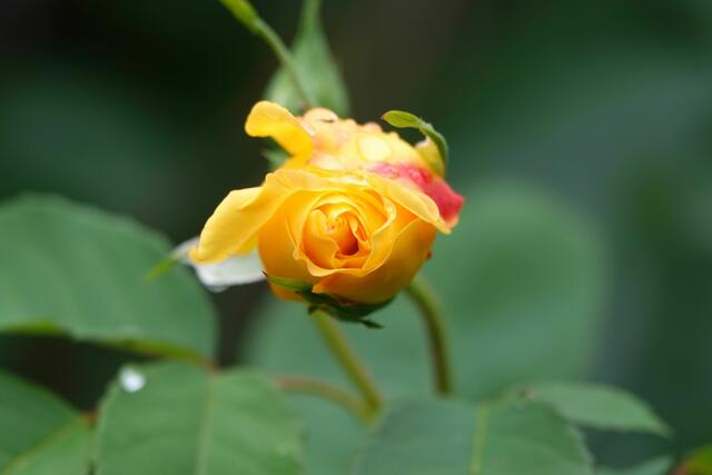 In einem Gemeinschaftsgarten winkt ein Senior. "Schöne Rosen!", sage ich.

"Es sind die Letzten in diesem Jahr!" - lächelt er zurück!