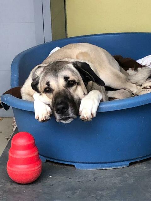 Kangal-Hündin Ronja wartet auf einen neuen Besitzer.