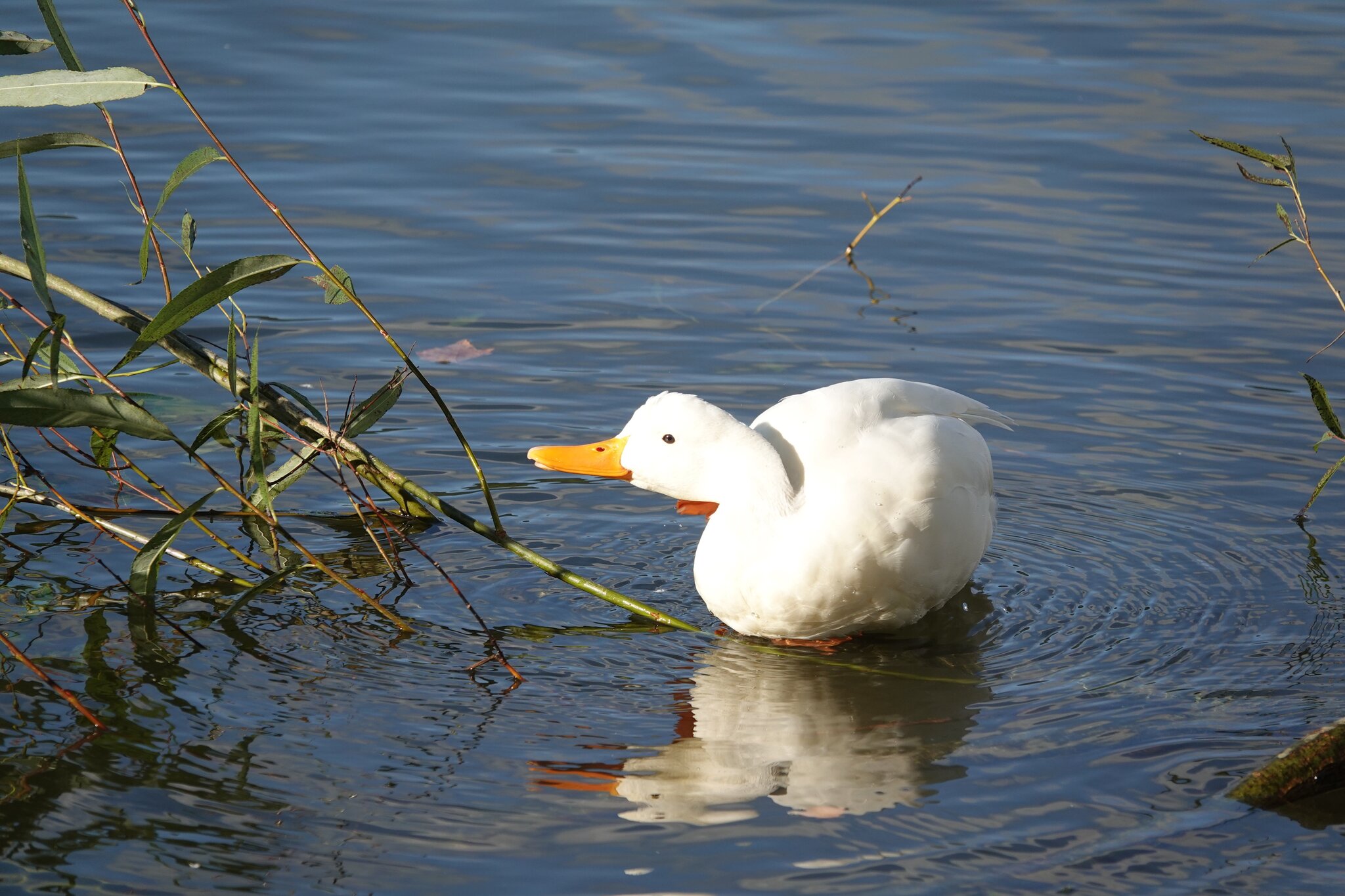 No hate just love image