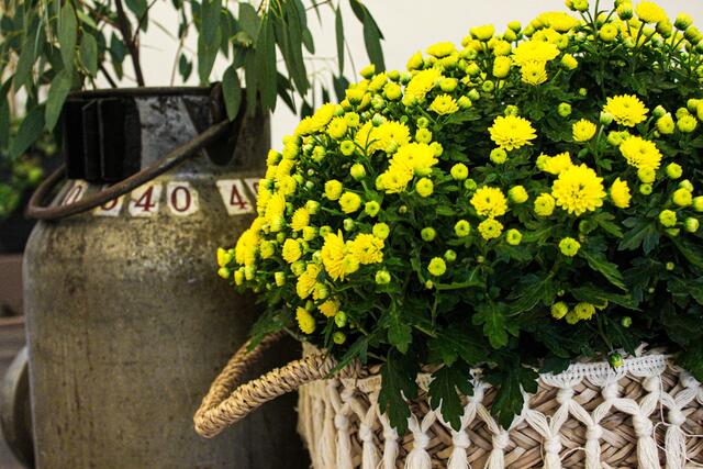 Herbst-Chrysanthemen