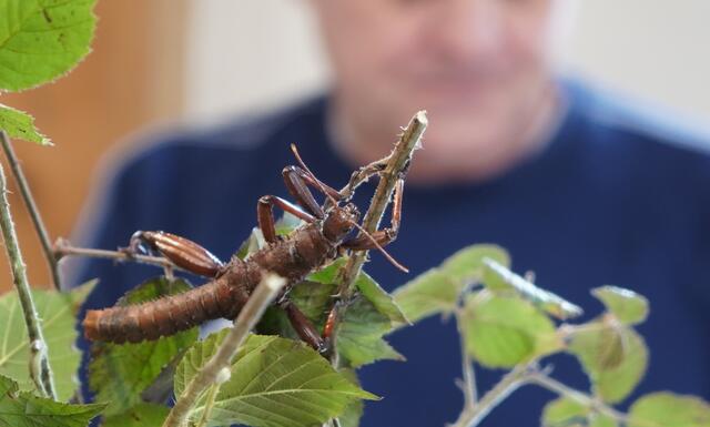 Insekten hautnah