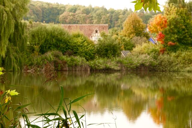 Fast wie Märchen! Der einstige Amorbacher Klosterteich in Walldürn-Gottersdorf unweit vom Odenwälder Freilandmuseum lädt zu einem herbstlichen Rundgang - gerne mit Kindern - ein. 