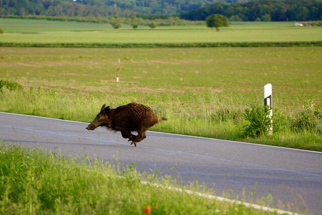 Wildschwein-Wechsel