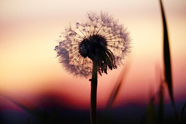Späte Pusteblume in der Abenddämmerung mit kleinen Wassertröpfchen.