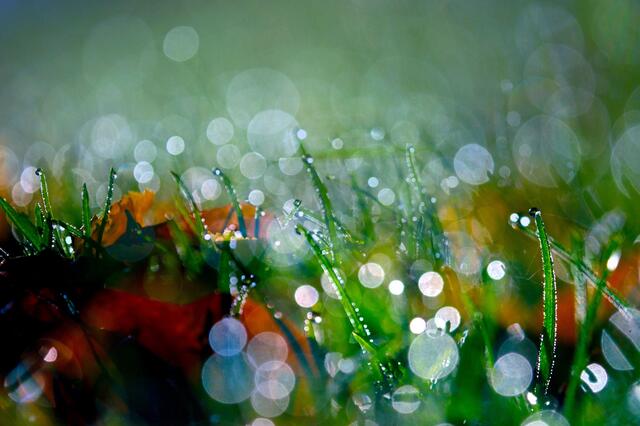Pastorale ...