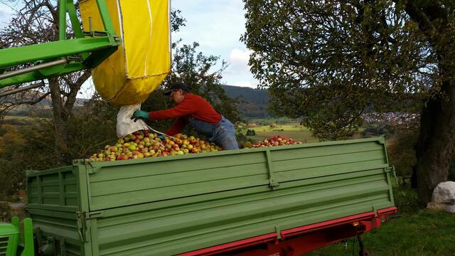 Äpfel verladen im hängigen Gelände.