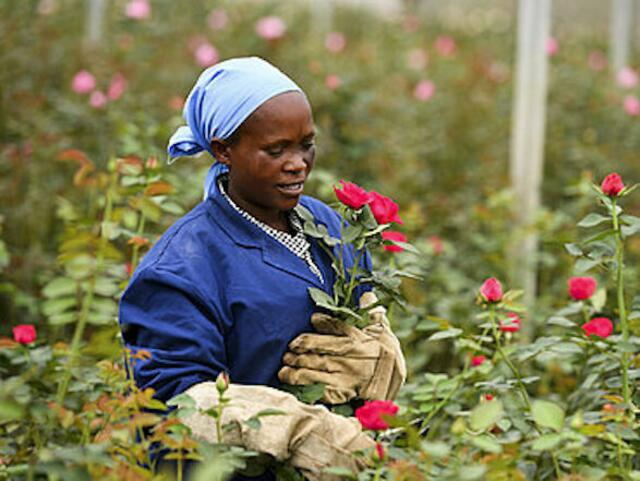Frauen in Ostafrika verdienen sich ihren Lebensunterhalt mit fair gehandelten Rosen, die unter umweltfreundlichsten Bedingungen angebaut und vermarktet werden.