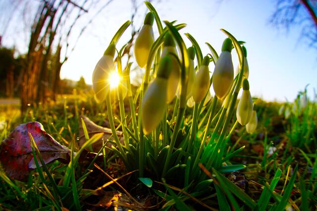 Zwischen Schnee-, Tau- und Regenwetter präsentiert sich derzeit  eine merkwürdige Februar-Szenerie, die beim Spaziergang ihre besonderen Farb- und Form -Klänge in wechselnden  Staffagen und die ersten Frühblüher - wie diese Schneeglöckchen offenbart. Foto Roland Schönmüller