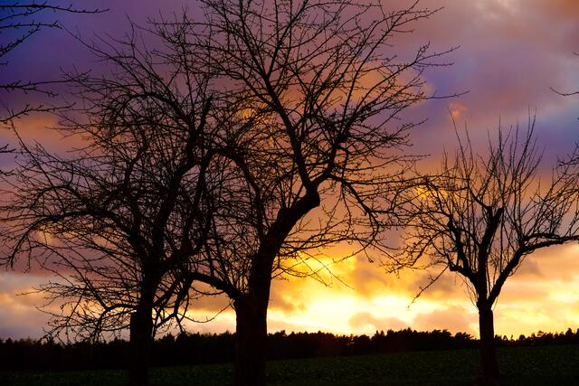 Fotografen finden immer wieder Motive, egal bei welchem Wetter - auch jetzt in stürmischer Zeit bei Wind und Regen. Selbst eine filigrane Baum-Szenerie kann faszinierend sein, sogar wenn graues Gewölk vorüberzieht. Die wie tot wirkenden, kahlen Äste und Zweige der Laubbäume im Winter verwandeln sich jetzt im startenden Vorfrühling allmählich und bilden neue Verzweigungen ähnlich dem Geäder eines Blutgefäßes, den Verästelungen der Bronchien und Lungen, dem Tracheensystem der Insekten, den pflanzlichen Wurzelgeflechten oder dem Mündungsgebiet eines Flusses.