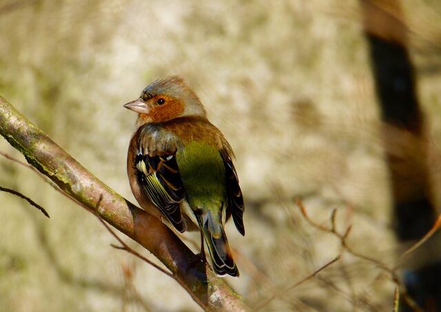 Der Tag des heiligen Matthias fällt in das Ende der Winterzeit und in den allmählichen Vorfrühlings-Beginn. Nach dem Volksglauben entscheidet der Wetterheilige an seinem Tag, ob sich die Kälte fortsetzt.
