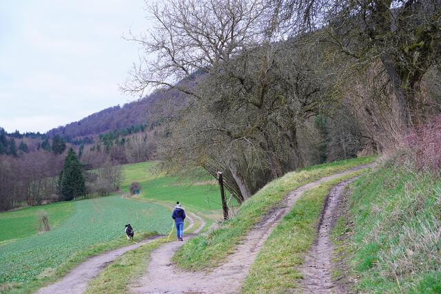 Frühlingshoffnung ... Wanderung ins Grüne im Odenwald. 