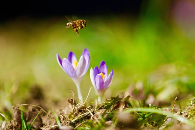 "An Kunigund' (3.3.) kommt die Wärm' von unt'" heißt eine alte Bauernregel. Wenn es dann noch sonnig ist, freuen sich Flora und Fauna, hier Krokus und Biene, auf den kommenden Frühling und vielleicht auch auf mildere Tage. 