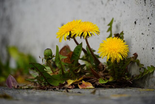 Wunder gibt es immer wieder - auch im Vorfrühling jetzt in der März-Mitte! Hier zum Beispiel diese Frühstarter in Form einer  Löwenzahn-Gruppe. Es ist fast schon ein floraler Zeitsprung in sommerliche, sonnige Zeiten. Die gelben Blüten mit ihren plakativen, gezackten  Blättern sind umgeben nicht vom grasgrünem Wiesen-Ambiente, sondern gedeihen vor sich hin in einer Beton-Nische einer benachbarten Treppe. Der angeflogene Pusteblumen-Samen aus dem letzten Jahr war geschützt gegen Wind und Wetter durch Laubblätter und nährstoffreichen Staub-Untergrund.
