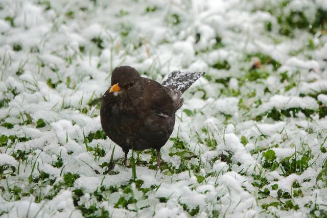 Amsel im Schnee. 