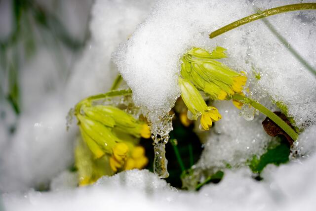 Rückschritt. Der April ist da. Kälte und Winter-Wetter mit Graupelschauer, Schneefall sowie Nieselregen sind in unserer fränkischen Region zurück. Flora und Fauna, auch wir, warten auf sonnigere Frühlingstage.