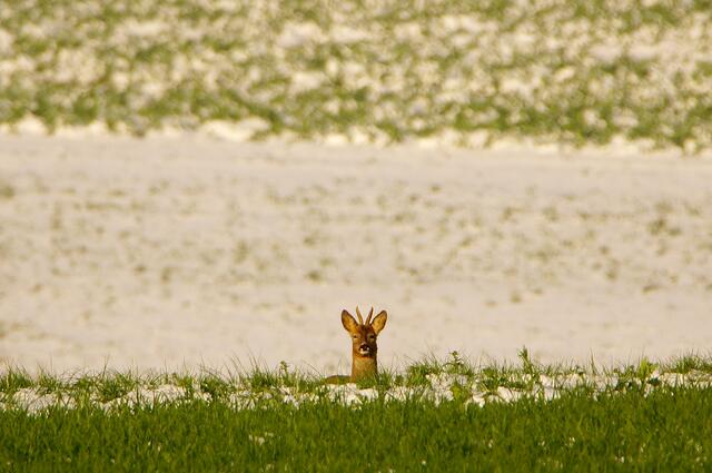 Rehbock  am frühen Morgen  in der Aprilsonne. 