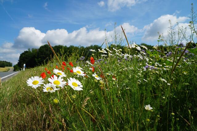 Juni-Szenerie im Odenwald.