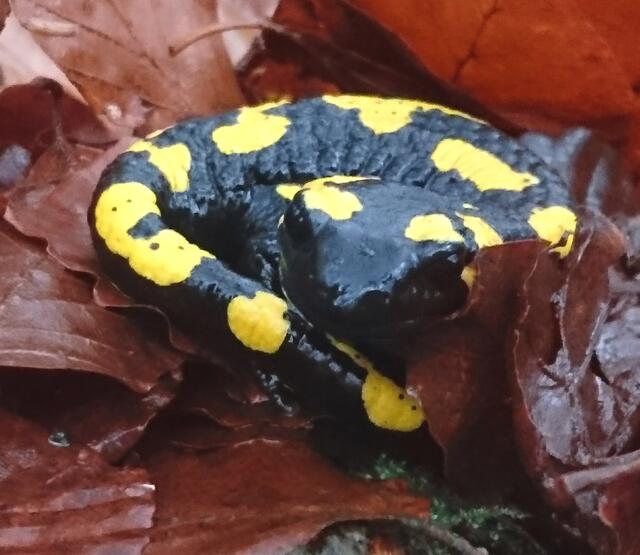 Wälder sind typische Lebensräume der Feuersalamander | Foto: Katja Sander