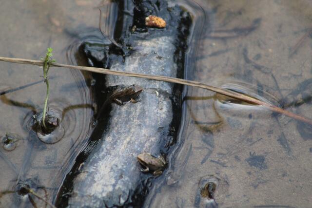 Um Lebens- und Rückzugsräume für Amphibien zu schaffen, sind weitere Biotope geplant. | Foto: Gregor Wobschall