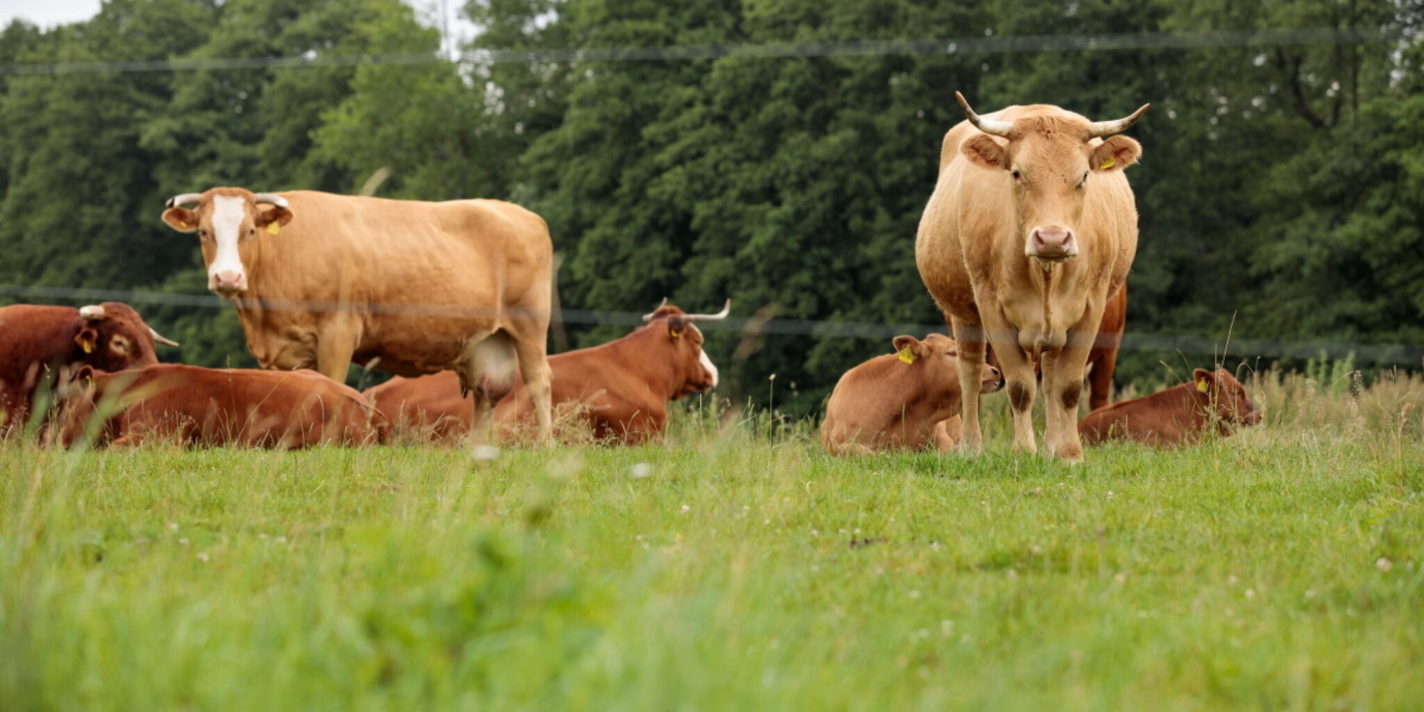Bio-Musterregion Neckar-Odenwald:: Projekt zur „Schlachtung im Herkunftsbetrieb“ angestoßen ...