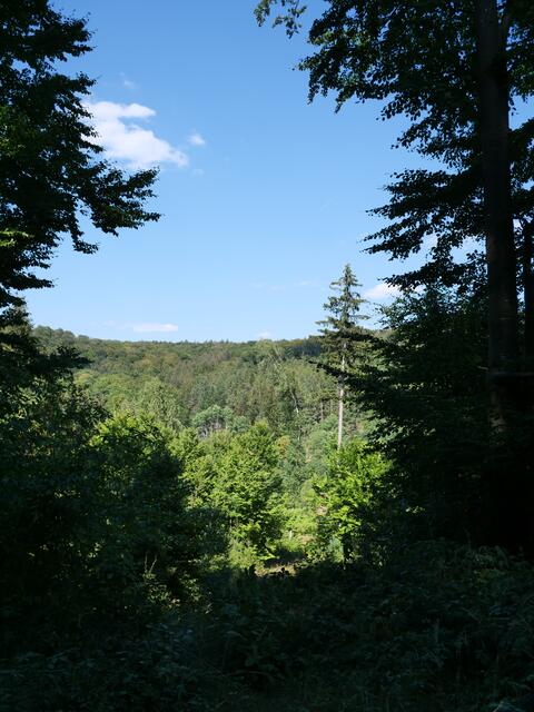 Tief im Spessartwald | Foto: Christian Fahs