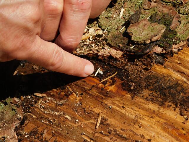 Unter der Rinde sind die Larven der Borkenkäfer aktiv | Foto: Katja Sander