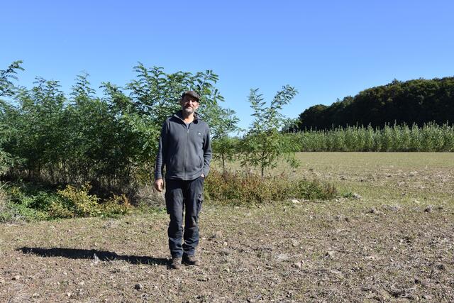 Auf dem Hagsfeld hat Familie Frey Agroforststreifen mit Robinien und Pappeln angelegt. Der hier gesäte Roggen für die Ernte 2023 wird ab kommenden Herbst von Bäckermeister Thomas Hench in Miltenberg zu Bio-Roggenbrot verarbeitet. | Foto: Andrea Kaller-Fichtmüller