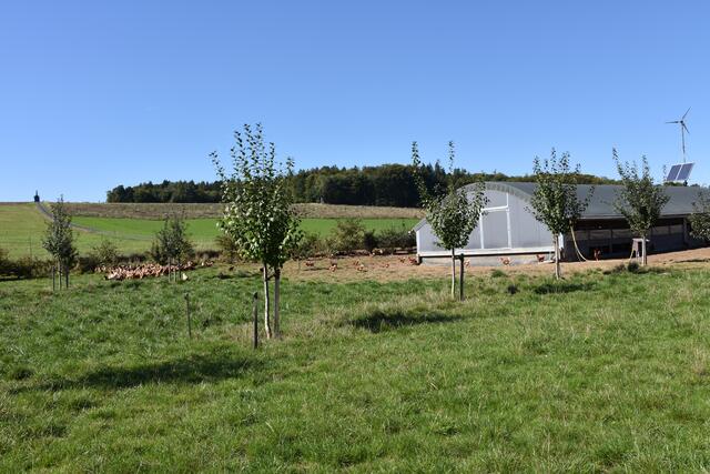 Beispiel für Agroforst: Auf den Freilaufflächen ihrer Hühner hat Familie Frey Wildhecken und Sträucher gepflanzt, die den Tieren als Unterschlupf dienen und dem Artensterben entgegenwirken. | Foto: Andrea Kaller-Fichtmüller