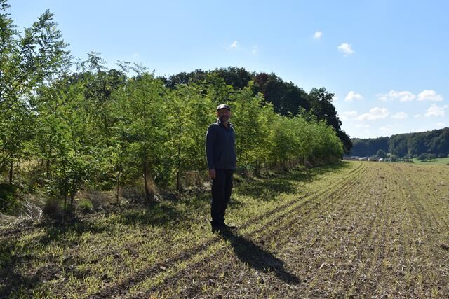 Auf dem Hagsfeld hat Familie Frey Agroforststreifen mit Robinien und Pappeln angelegt. Der hier gesäte Roggen für die Ernte 2023 wird ab kommenden Herbst von Bäckermeister Thomas Hench in Miltenberg zu Bio-Roggenbrot verarbeitet. | Foto: Andrea Kaller-Fichtmüller