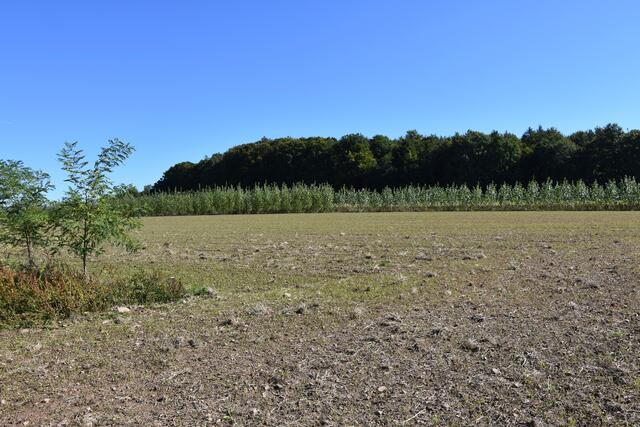 Auf dem Hagsfeld hat Familie Frey Agroforststreifen mit Robinien und Pappeln angelegt. Der hier gesäte Roggen für die Ernte 2023 wird ab kommenden Herbst von Bäckermeister Thomas Hench in Miltenberg zu Bio-Roggenbrot verarbeitet. | Foto: Andrea Kaller-Fichtmüller