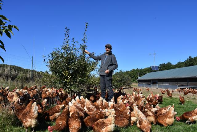 Beispiel für Agroforst: Auf den Freilaufflächen ihrer Hühner hat Familie Frey Wildhecken und Sträucher gepflanzt, die den Tieren als Unterschlupf dienen und dem Artensterben entgegenwirken. | Foto: Andrea Kaller-Fichtmüller