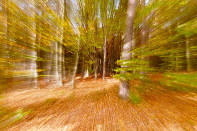 Ein herbstlicher Spaziergang durch Wald und Flur lohnt sich!
