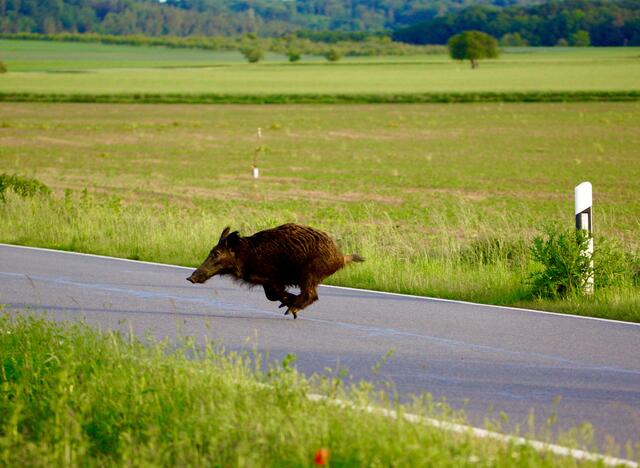 Wild(schwein)-Wechsel