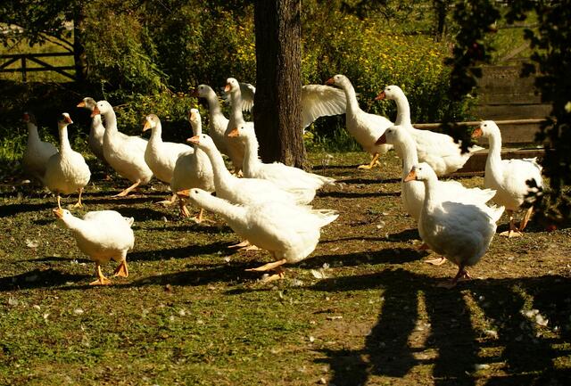 Der Martinstag war früher Zins- und Zent-Abgabetermin. Viele Landleute zahlten einst in Form von Naturalien, beispielsweise mit Gänsen. Auch heute hat um den 11. November ihr letztes Stündlein geschlagen. Foto: Roland Schönmüller
