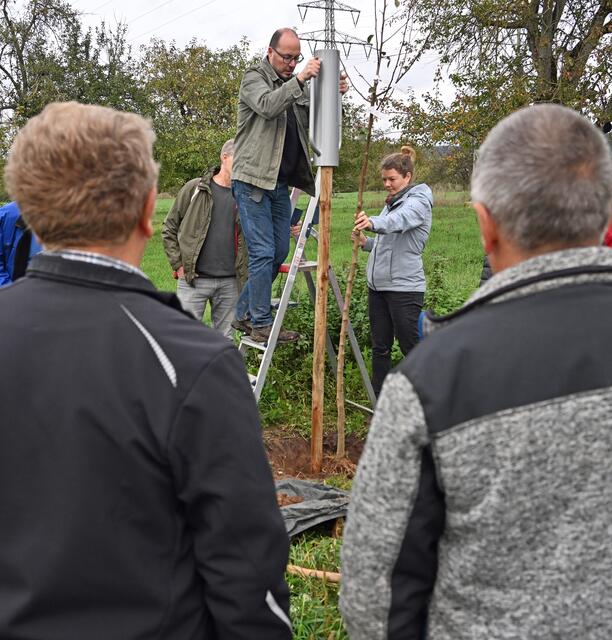 Mit einer Pfahlramme sorgt Manfred Knippel dafür, dass der neu gepflanzte Obstbaum stabil steht.  | Foto: Winfried Zang