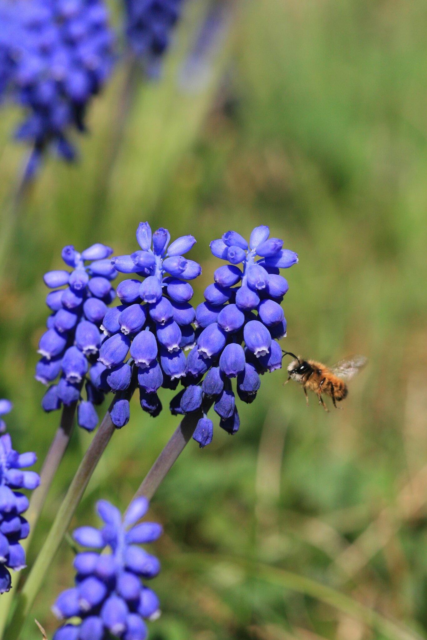 Garten im Herbst An Hummeln und Bienen denken und jetzt Frühblüher