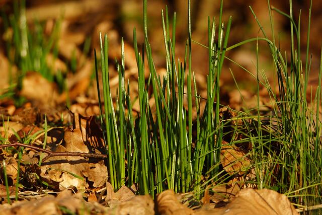 Das erste Gras sprießt. 