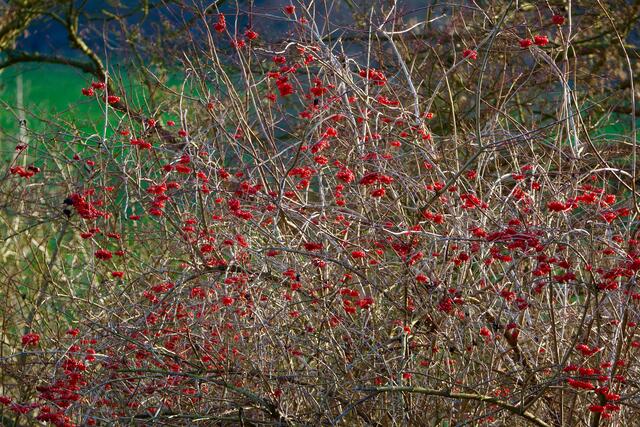 Rote Farbtupfer. 
