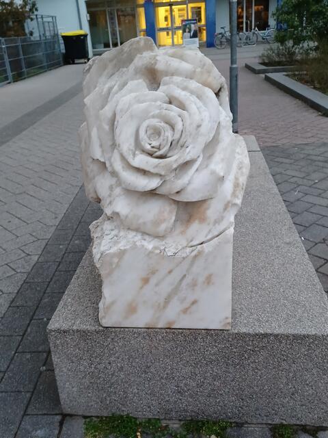 die Weiße Rose | Foto: Wolfgang Giegerich