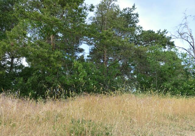 Die trockene Vegetation kann sich schnell entzünden | Foto: Katja Sander