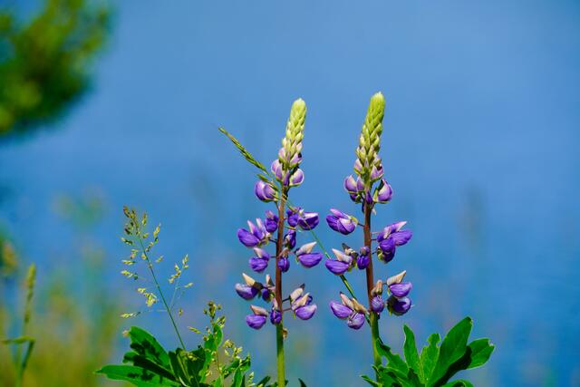 Lupinen-Duo. 
