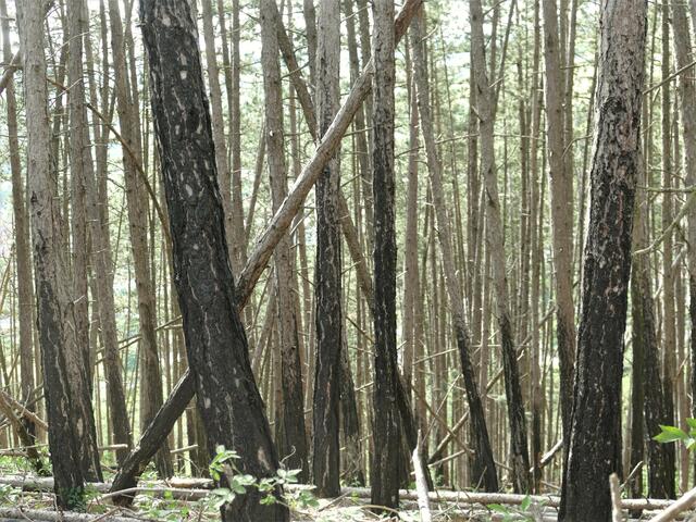 Vor zwei Jahren hat es in diesem Kiefernbestand gebrannt | Foto: Katja Sander