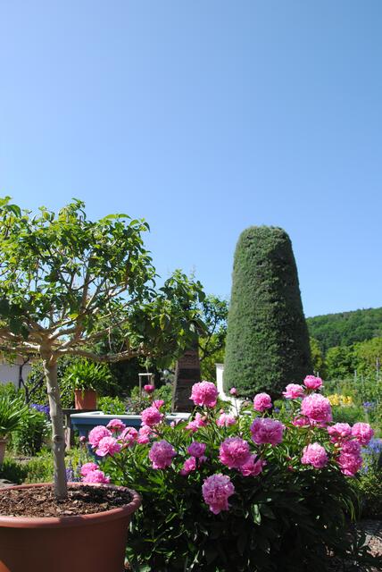 Garten von Christa und Walter Schmitt aus Großheubach  | Foto: Andrea Kaller-Fichtmüller