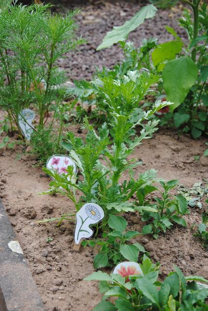 Schulgarten der Grundschule Kirchzell | Foto: Andrea Kaller-Fichtmüller
