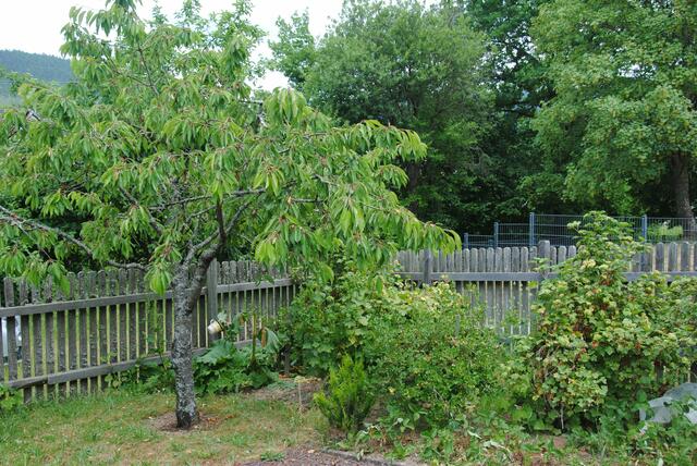Schulgarten der Grundschule Kirchzell | Foto: Andrea Kaller-Fichtmüller