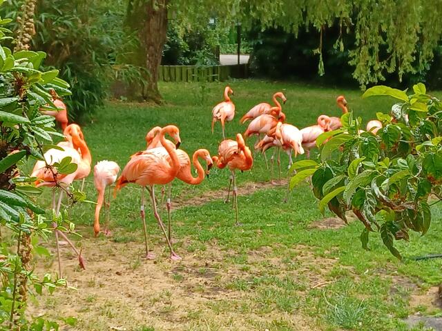Flamingos im Vogelparkt | Foto: Wolfgang Giegerich